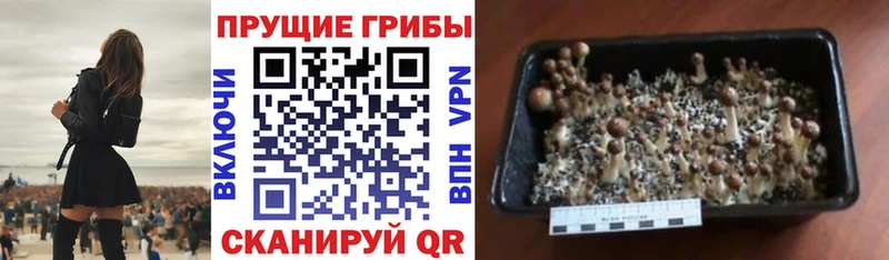 наркотики Шагонар дарк нет официальный сайт Псилоцибиновые грибы Magic Shrooms